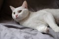 One pure white cat lying on gray bed sheet Royalty Free Stock Photo
