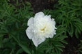 One pure white flower of peony in May Royalty Free Stock Photo