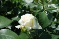 One pure white flower of rose Royalty Free Stock Photo