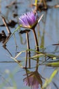 Purple bloom of water lily mirrored in Okavango river