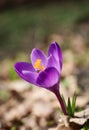 One purple crocus vernus flower bloomed in spring in April Royalty Free Stock Photo