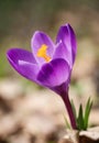 One purple crocus vernus flower bloomed in spring in April Royalty Free Stock Photo