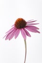 One Purple Echinacea Flower On White Background Royalty Free Stock Photo