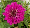 Purple Echinacea purpurea blossom in summer