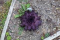 One purple flower in the ground blossoming in the summer Royalty Free Stock Photo