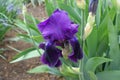 One purple flower of Iris germanica in May Royalty Free Stock Photo