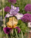 Bearded Iris With Allium And Iris Behind