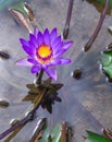 One purple lotus flower is blooming in the pot Royalty Free Stock Photo