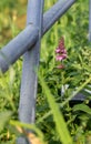 One purple lupine flower grows among bright green grass. Wild spring flowers. Beautiful background for different occasions Royalty Free Stock Photo