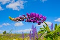 Purple lupine flower on a summer meadow on a sky blue background Royalty Free Stock Photo