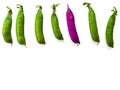 One purple pea among six green pods lined up in a row, isolated on white background. Creative natural background, concept of