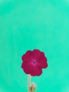 Magenta corncockle flower on aquamarine background