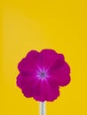 Magenta corncockle flower on yellow background