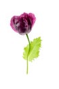 One purple Poppy flower isolated on white background Royalty Free Stock Photo