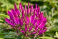 One big purple and red Cleome hassleriana flower or Spinnenblume or Cleome spinosa is on a green blurred background Royalty Free Stock Photo