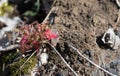 One purple or red flower plant growing alone from the ground in the spring time nature new life concept background close up Royalty Free Stock Photo