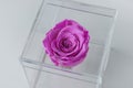 One purple rose in a clear transparent flower box close up. Gift box in the shape of a cube. Home decor element. Top view Royalty Free Stock Photo