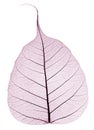 One purple transparent dried fallen leaf