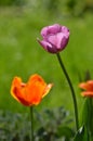 One purple tulip against green background Royalty Free Stock Photo