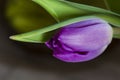 One purple tulip - close up Royalty Free Stock Photo