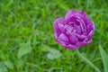 One purple tulip negrita double flower against blurred green grass - close up Royalty Free Stock Photo