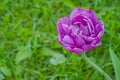 One purple tulip negrita double flower against blurred green grass - close up Royalty Free Stock Photo