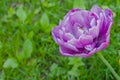 One purple tulip negrita double flower against blurred green grass - close up Royalty Free Stock Photo