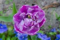 One purple tulip negrita double flower - close up Royalty Free Stock Photo