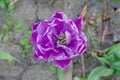 One purple tulip negrita double flower - close up Royalty Free Stock Photo