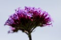 One purple verbena floret against blurred background of verbena head