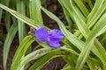 one purple Widows Tears blooms in the front garden