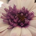One purpple flower beauty in muy table Royalty Free Stock Photo