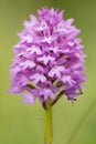 One Pyramidal Orchid (Anacamptis pyramidalis).