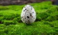 One quail egg lie on the green grass. bird eggs fell out of the nest. close-up Royalty Free Stock Photo