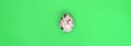 One quail egg on a light green surface, top view, empty place fo