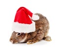 One rabbit in Christmas hat