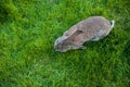 One rabbit eats grass in garden view from above Royalty Free Stock Photo