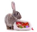 One rabbit with gifts in Christmas hat