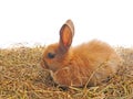 One rabbit sit on straw Royalty Free Stock Photo