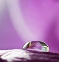 One rain drop on flower petal Royalty Free Stock Photo