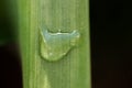 One Rain Drop on Green Leaf Royalty Free Stock Photo