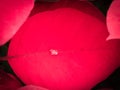 One Rain Drop on The Red Poinsettia Leaf