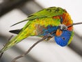 An one rainbow lorikeet parrot