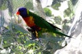 One rainbow lorikeet resting on a net Royalty Free Stock Photo