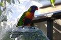 One rainbow lorikeet resting on a net Royalty Free Stock Photo