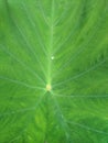 One raindrop on the green taro leaf