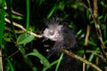 The rare Aye-Aye lemur that is only nocturnal Royalty Free Stock Photo