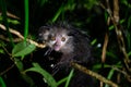 The rare Aye-Aye lemur that is only nocturnal Royalty Free Stock Photo