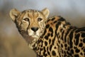 One rare endangered female King Cheetah Portrait Kruger Park Royalty Free Stock Photo