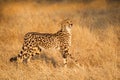 One rare female King Cheetah South Africa Royalty Free Stock Photo